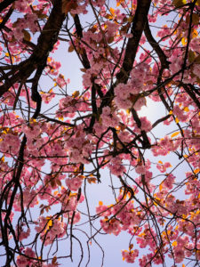 Kirschbaum, Kirschblüte, blauer Himmel, Hamburg, Deutschland Kirschbaum, Kirschblüte, blauer Himmel, Hamburg, Deutschland